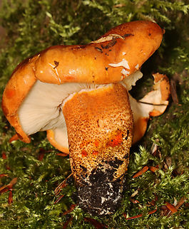 Golden Orange Tricholoma - Tricholoma aurantium Habitat: Mixed forest Fall,Geotagged,Golden orange tricholoma,Tricholoma,Tricholoma aurantium,United States,fungus,mushroom
