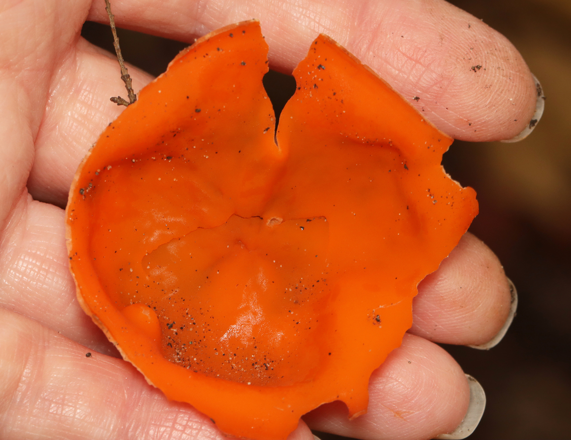 Orange Peel Fungus - Aleuria aurantia Adding this photo to show the size.<br />
<br />
Habitat: Mixed forest<br />
<figure class="photo"><a href="https://www.jungledragon.com/image/159017/orange_peel_fungus_-_aleuria_aurantia.html" title="Orange Peel Fungus - Aleuria aurantia"><img src="https://s3.amazonaws.com/media.jungledragon.com/images/3232/159017_thumb.jpg?AWSAccessKeyId=05GMT0V3GWVNE7GGM1R2&Expires=1767225610&Signature=vf4QxSHM4fnchJD%2BU95nJ%2BOg3LM%3D" width="200" height="148" alt="Orange Peel Fungus - Aleuria aurantia Habitat: Mixed forest<br />
https://www.jungledragon.com/image/159021/orange_peel_fungus_-_aleuria_aurantia.html Aleuria,Aleuria aurantia,Fall,Geotagged,Orange peel fungus,United States,fungus" /></a></figure> Aleuria,Aleuria aurantia,Fall,Geotagged,Orange peel fungus,United States,fungus