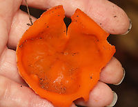 Orange Peel Fungus - Aleuria aurantia Adding this photo to show the size.<br />
<br />
Habitat: Mixed forest<br />
https://www.jungledragon.com/image/159017/orange_peel_fungus_-_aleuria_aurantia.html Aleuria,Aleuria aurantia,Fall,Geotagged,Orange peel fungus,United States,fungus