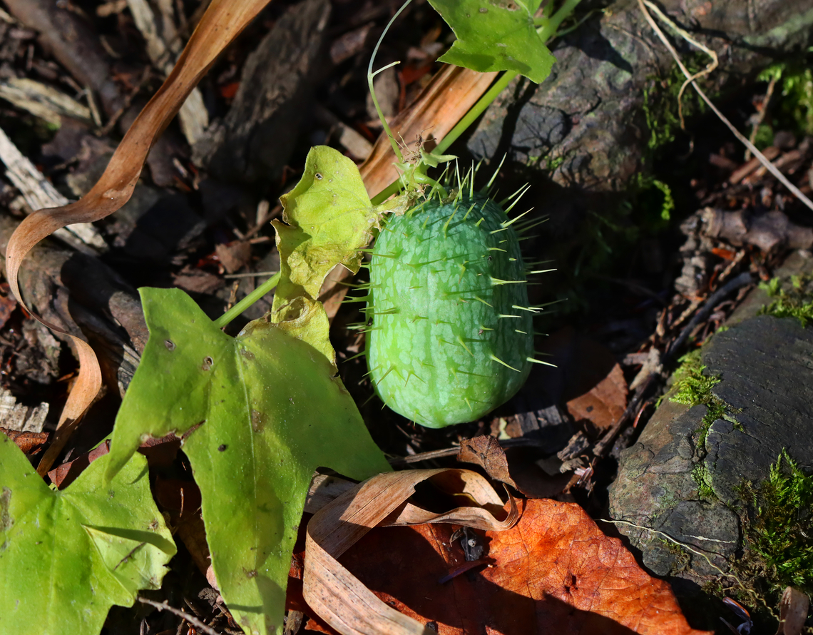 Wild Cucumber - Echinocystis lobata Habitat: Mixed forest Echinocystis,Echinocystis lobata,Fall,Geotagged,Prickly cucumber,United States