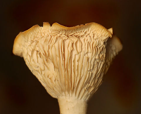 Common Funnel - Infundibulicybe gibba Habitat: Mixed forest Common Funnel,Fall,Geotagged,Infundibulicybe,Infundibulicybe gibba,United States,fungi,fungus,mushroom