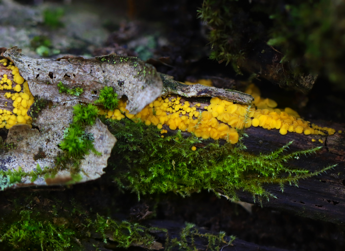 Yellow Fairy Cups - Calycina citrina Habitat: Rotting log; mixed forest Bisporella citrina,Calycina,Calycina citrina,Fall,Geotagged,United States,Yellow Fairy Cups,cup fungus,fungus