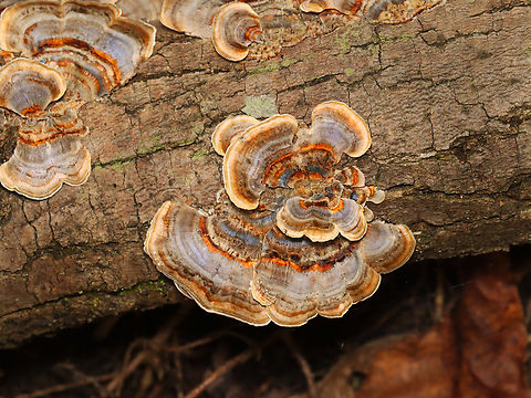 Turkey Tail - Trametes versicolor Habitat: Rotting wood; mixed forest Fall,Geotagged,Trametes versicolor,Turkey Tail,United States,fungus,mushroom,polypore,trametes