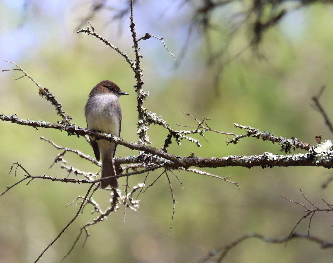 Eastern Phoebe - Sayornis phoebe Habitat: Coniferous forest  Eastern Phoebe,Geotagged,Phoebe,Sayornis phoebe,Spring,United States,sayornis