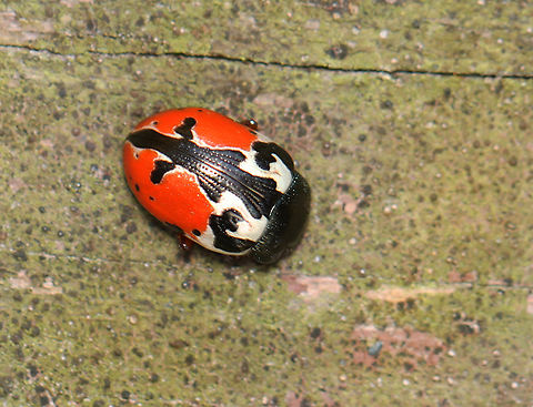 Calligrapha rowena Habitat: Coniferous forest Calligrapha,Calligrapha rowena,Geotagged,Spring,United States,beetle