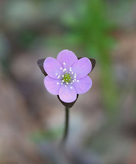 Sharp-lobed Hepatica - Anemone acutiloba Habitat: Mesic forest Anemone,Anemone acutiloba,Geotagged,Hepatica,Hepatica acutiloba,Sharp-lobed Hepatica,Spring,United States
