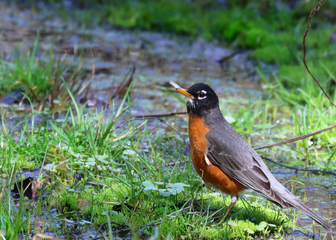 American Robin - Turdus migratorius Habitat: Shrub swamp American Robin,Geotagged,Spring,Turdus,Turdus migratorius,United States,robin