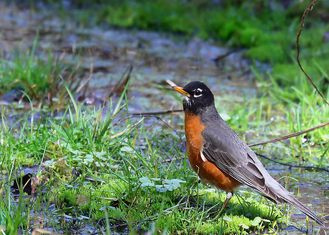 American Robin - Turdus migratorius Habitat: Shrub swamp American Robin,Geotagged,Spring,Turdus,Turdus migratorius,United States,robin