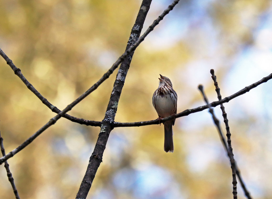 Song Sparrow - Melospiza melodia Aptly named.<br />
<br />
Habitat: Shrub swamp Geotagged,Melospiza,Melospiza melodia,Song Sparrow,Spring,United States,sparrow