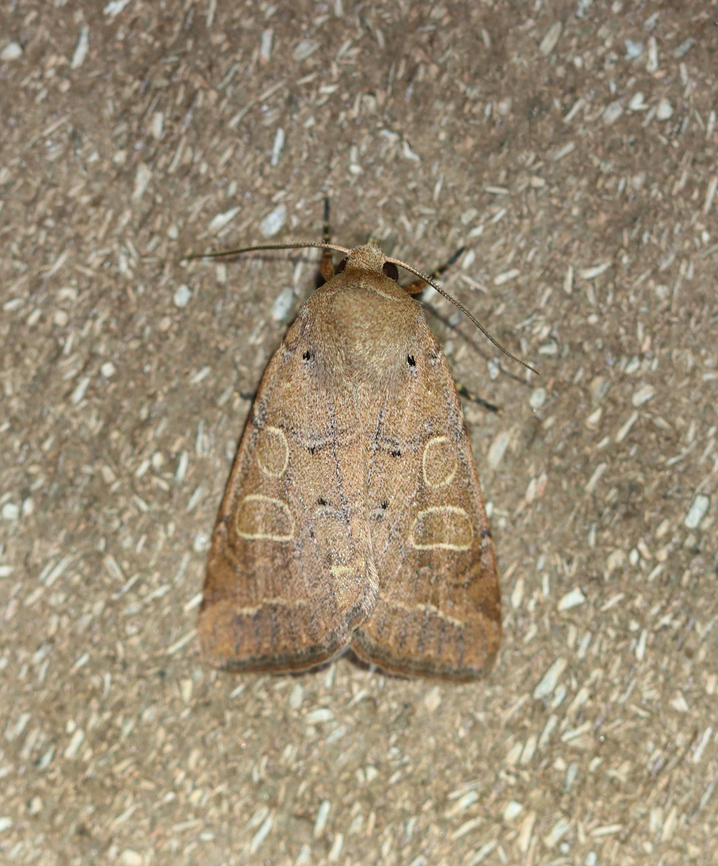Kocakina - Kocakina fidelis First moth of the season.<br />
<br />
Habitat: Attracted to a 365 nm LED light; semi-rural area<br />
<br />
2024(1) Geotagged,Kocakina,Kocakina fidelis,Noctuidae,Spring,United States,moth
