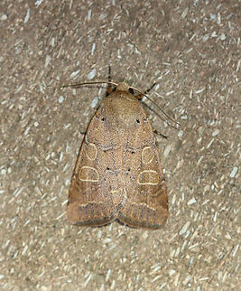 Kocakina - Kocakina fidelis First moth of the season.

Habitat: Attracted to a 365 nm LED light; semi-rural area

2024(1) Geotagged,Kocakina,Kocakina fidelis,Noctuidae,Spring,United States,moth