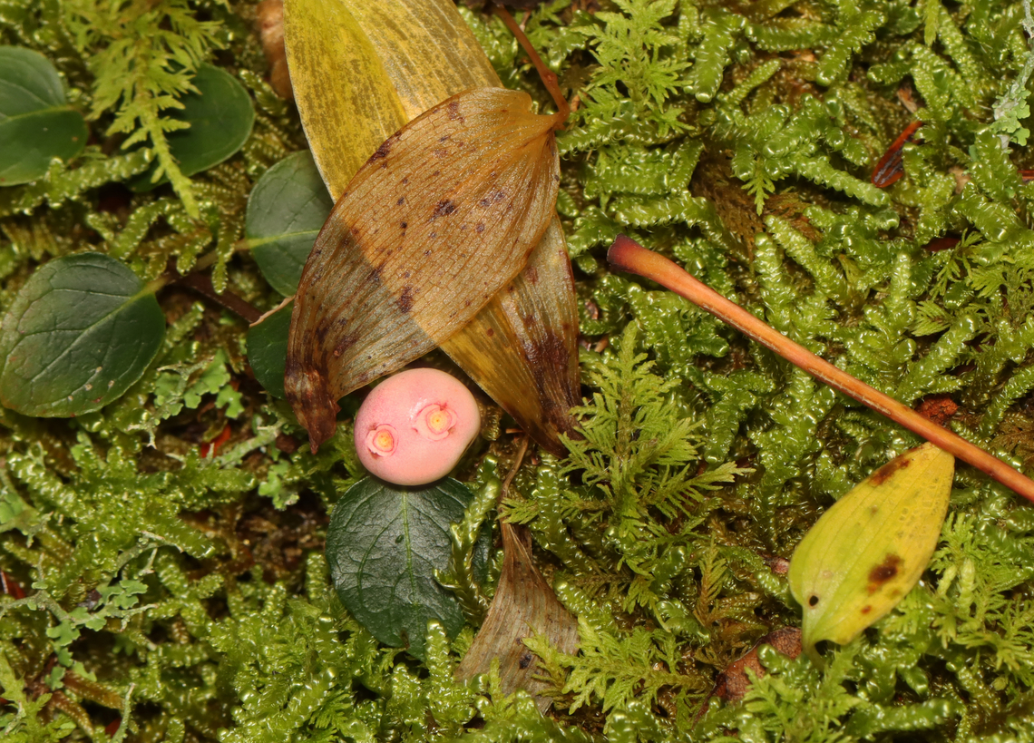 Pink Partridgeberry - Mitchella repens Odd color. The berries are supposed to be red.<br />
<br />
Habitat: Mixed forest Fall,Geotagged,Mitchella,Mitchella repens,Partridge berry,United States,partridgeberry