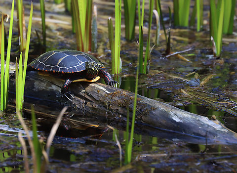 Painted Turtle - Chrysemys picta With a fresh manicure.

Habitat: Woodland pond Chrysemys,Chrysemys picta,Geotagged,Painted turtle,Spring,United States,turtle