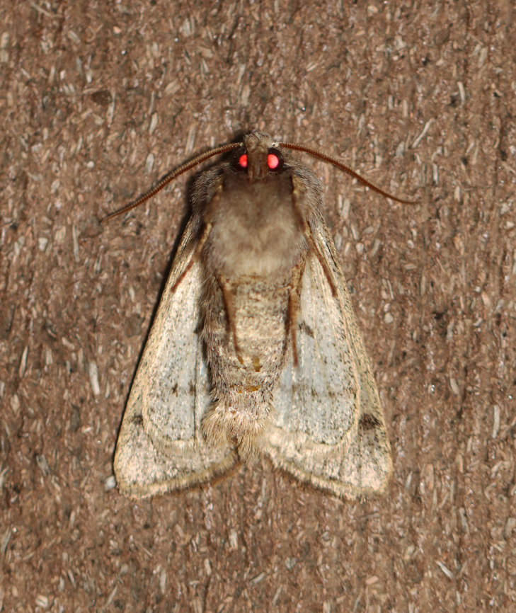 Speckled Green Fruitworm Moth - Orthosia hibisci There were dozens of these moths at my light. Many were lying on their backs even though they were alive.<br />
<br />
Habitat: Attracted to a 365 nm LED light; semi-rural area<br />
<br />
2024(2)<br />
<figure class="photo"><a href="https://www.jungledragon.com/image/159281/speckled_green_fruitworm_moth_-_orthosia_hibisci.html" title="Speckled Green Fruitworm Moth - Orthosia hibisci"><img src="https://s3.amazonaws.com/media.jungledragon.com/images/3232/159281_thumb.jpg?AWSAccessKeyId=05GMT0V3GWVNE7GGM1R2&Expires=1761782410&Signature=2CDAerDOMer%2FlsxLrQW8%2BoEW8cQ%3D" width="200" height="144" alt="Speckled Green Fruitworm Moth - Orthosia hibisci There were dozens of these moths at my light. Many were lying on their backs even though they were alive.<br />
<br />
Habitat: Attracted to a 365 nm LED light; semi-rural area<br />
<br />
2024(2)<br />
https://www.jungledragon.com/image/159278/speckled_green_fruitworm_moth_-_orthosia_hibisci.html Geotagged,Orthosia hibisci,Speckled Green Fruitworm Moth,Spring,United States" /></a></figure> Geotagged,Orthosia hibisci,Speckled Green Fruitworm Moth,Spring,United States