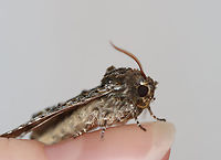 Grote's Swallow - Copivaleria grotei Habitat: Attracted to a 365 nm LED light; semi-rural area  <br />
<br />
2024 (3)<br />
https://www.jungledragon.com/image/159280/grotes_swallow_-_copivaleria_grotei.html Copivaleria grotei,Geotagged,Grote's Sallow,Spring,United States