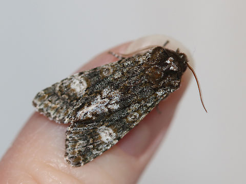 Grote's Swallow - Copivaleria grotei Habitat: Attracted to a 365 nm LED light; semi-rural area

2024 (3)
https://www.jungledragon.com/image/159279/grotes_swallow_-_copivaleria_grotei.html Copivaleria,Copivaleria grotei,Geotagged,Grote's Sallow,Spring,United States,moth