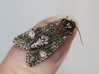 Grote's Swallow - Copivaleria grotei Habitat: Attracted to a 365 nm LED light; semi-rural area<br />
<br />
2024 (3)<br />
https://www.jungledragon.com/image/159279/grotes_swallow_-_copivaleria_grotei.html Copivaleria,Copivaleria grotei,Geotagged,Grote's Sallow,Spring,United States,moth