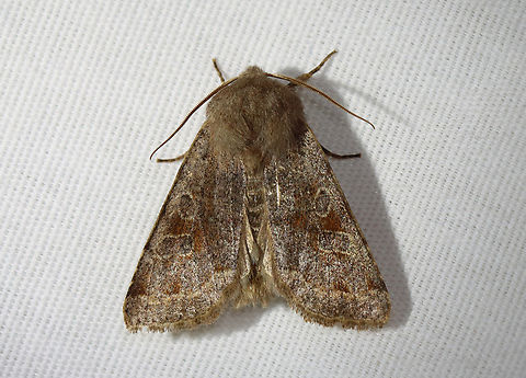 Speckled Green Fruitworm Moth - Orthosia hibisci There were dozens of these moths at my light. Many were lying on their backs even though they were alive.

Habitat: Attracted to a 365 nm LED light; semi-rural area

2024(2)
https://www.jungledragon.com/image/159278/speckled_green_fruitworm_moth_-_orthosia_hibisci.html Geotagged,Orthosia hibisci,Speckled Green Fruitworm Moth,Spring,United States