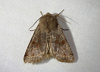 Speckled Green Fruitworm Moth - Orthosia hibisci There were dozens of these moths at my light. Many were lying on their backs even though they were alive.<br />
<br />
Habitat: Attracted to a 365 nm LED light; semi-rural area<br />
<br />
2024(2)<br />
https://www.jungledragon.com/image/159278/speckled_green_fruitworm_moth_-_orthosia_hibisci.html Geotagged,Orthosia hibisci,Speckled Green Fruitworm Moth,Spring,United States
