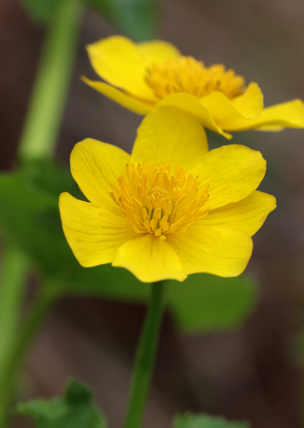 Marsh Marigold - Caltha palustris Habitat: Swamp Caltha palustris,Geotagged,Marsh Marigold,Spring,United States,caltha