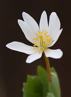Bloodroot - Sanguinaria canadensis Habitat: Swampy forest Bloodroot,Geotagged,Sanguinaria,Sanguinaria canadensis,Spring,United States