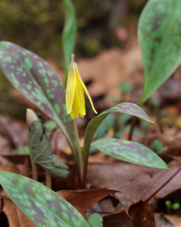 Trout Lily - Erythronium americanum Habitat: Swampy forest Erythronium,Erythronium americanum,Geotagged,Spring,United States,Yellow trout lily,trout lily