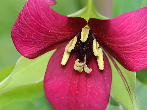 Red Trillium - Trillium erectum Habitat: Mesic forest Geotagged,Red trillium,Spring,Trillium erectum,United States,trillium