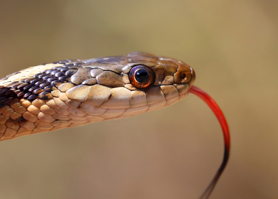 Garter Snake - Thamnophis sirtalis A very curious snake that was completely calm when I picked it up. It had a bulge in its body, so it might have been digesting a snack. <br />
<br />
Habitat: Sunning itself on a log; mixed forest<br />
<figure class="photo"><a href="https://www.jungledragon.com/image/159590/garter_snake_-_thamnophis_sirtalis.html" title="Garter Snake - Thamnophis sirtalis"><img src="https://s3.amazonaws.com/media.jungledragon.com/images/3232/159590_thumb.jpg?AWSAccessKeyId=05GMT0V3GWVNE7GGM1R2&Expires=1759968010&Signature=5rV6q%2B8rNm%2FQBZPWpuPaRL3rRbY%3D" width="200" height="142" alt="Garter Snake - Thamnophis sirtalis A very curious snake that was completely calm when I picked it up. It had a bulge in its body, so it might have been digesting a snack.<br />
<br />
Habitat: Sunning itself on a log; mixed forest<br />
https://www.jungledragon.com/image/159589/garter_snake_-_thamnophis_sirtalis.html Common Garter Snake,Geotagged,Spring,Thamnophis sirtalis,United States" /></a></figure> Common Garter Snake,Geotagged,Spring,Thamnophis sirtalis,United States,garter snake,snake,thamnophis