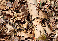 Garter Snake - Thamnophis sirtalis A very curious snake that was completely calm when I picked it up. It had a bulge in its body, so it might have been digesting a snack.<br />
<br />
Habitat: Sunning itself on a log; mixed forest<br />
https://www.jungledragon.com/image/159589/garter_snake_-_thamnophis_sirtalis.html Common Garter Snake,Geotagged,Spring,Thamnophis sirtalis,United States