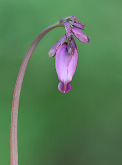 Fringed Bleeding Heart - Dicentra eximia Habitat: Mesic forest Dicentra,Dicentra eximia,Fringed bleeding-heart,Geotagged,Spring,United States,bleeding heart