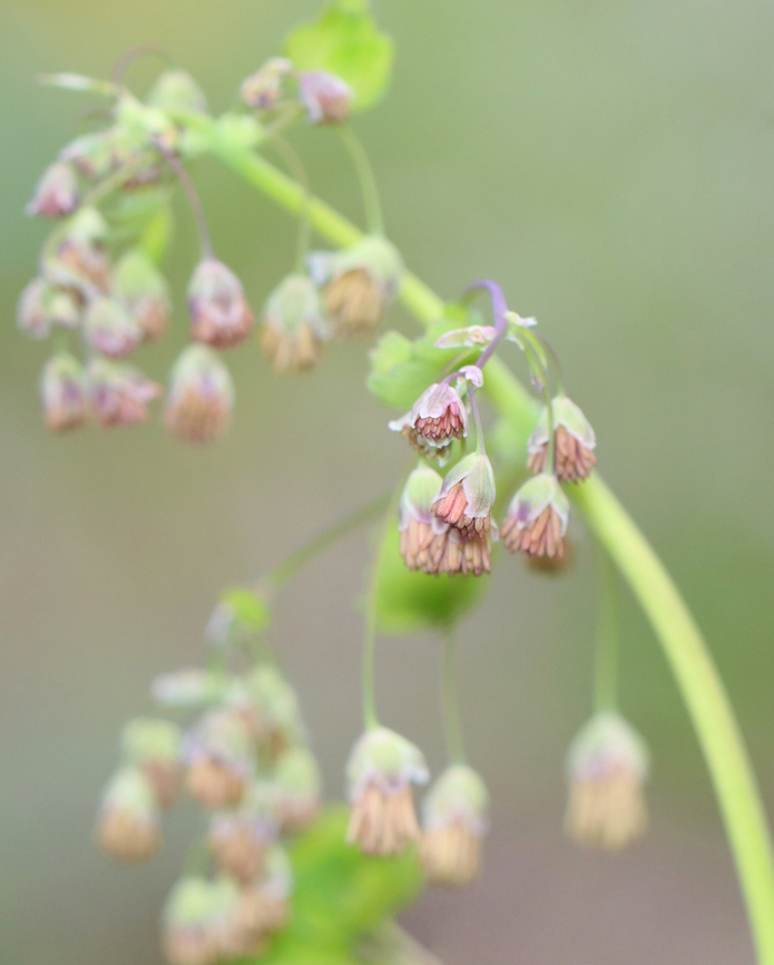 Early Meadow-rue - Thalictrum dioicum Habitat: Mesic forest Early meadow-rue,Geotagged,Spring,Thalictrum dioicum,United States,thalictrum