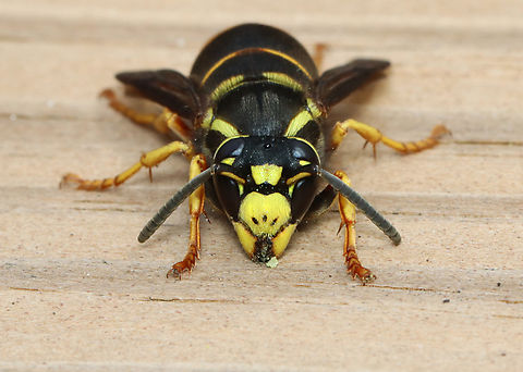 Widow Yellowjacket - Vespula vidua It kept returning to the same spot on the deck and thankfully wasn't aggressive.

Habitat: Deck railing; rural yard

https://vimeo.com/941268389 Geotagged,Spring,United States,Vespula vidua,Widow Yellowjacket,wasp,yellowjacket Vespula