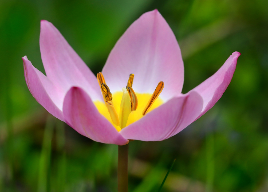 Tulip - Tulipa saxatilis Habitat: Garden Geotagged,Spring,Tulipa,Tulipa saxatilis,United States,tulip