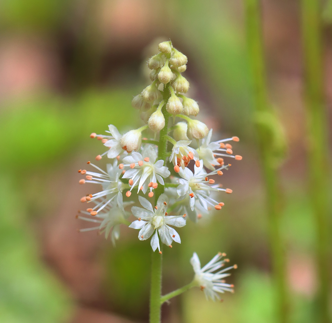 Creeping Foamflower - Tiarella stolonifera Habitat: Growing along the edge of a swamp; Deciduous forest Creeping Foamflower,Geotagged,Spring,Tiarella,Tiarella stolonifera,United States,foamflower