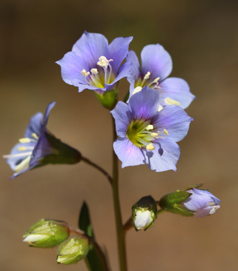 Greek Valerian - Polemonium reptans Habitat: Streamside in a deciduous forest Geotagged,Greek Valerian,Polemonium,Polemonium reptans,Spring,United States