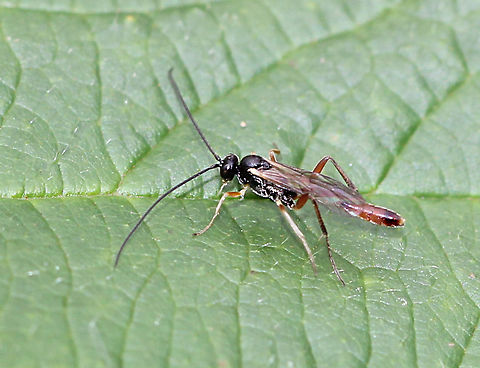 Ichneumon Wasp - Dolichomitus irritator Species register ;P
Habitat: Pondside in a deciduous forest Dolichomitus,Dolichomitus irritator,Fall,Geotagged,United States,ichneumonidae,wasp