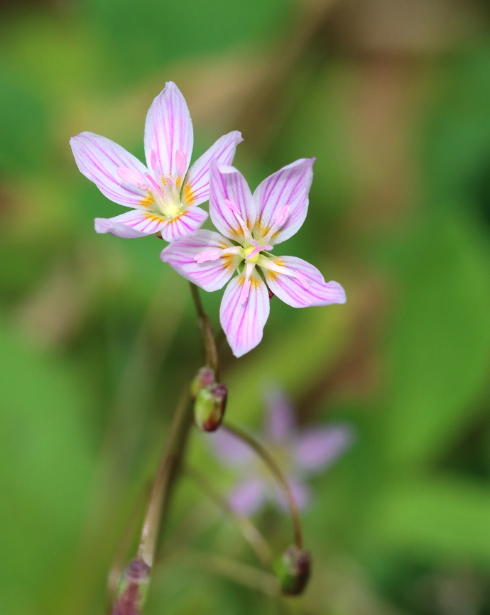 Spring Beauty - Claytonia virginica Habitat: Swampy forest Claytonia virginica,Geotagged,Spring,United States,Virginia Spring Beauty,claytonia