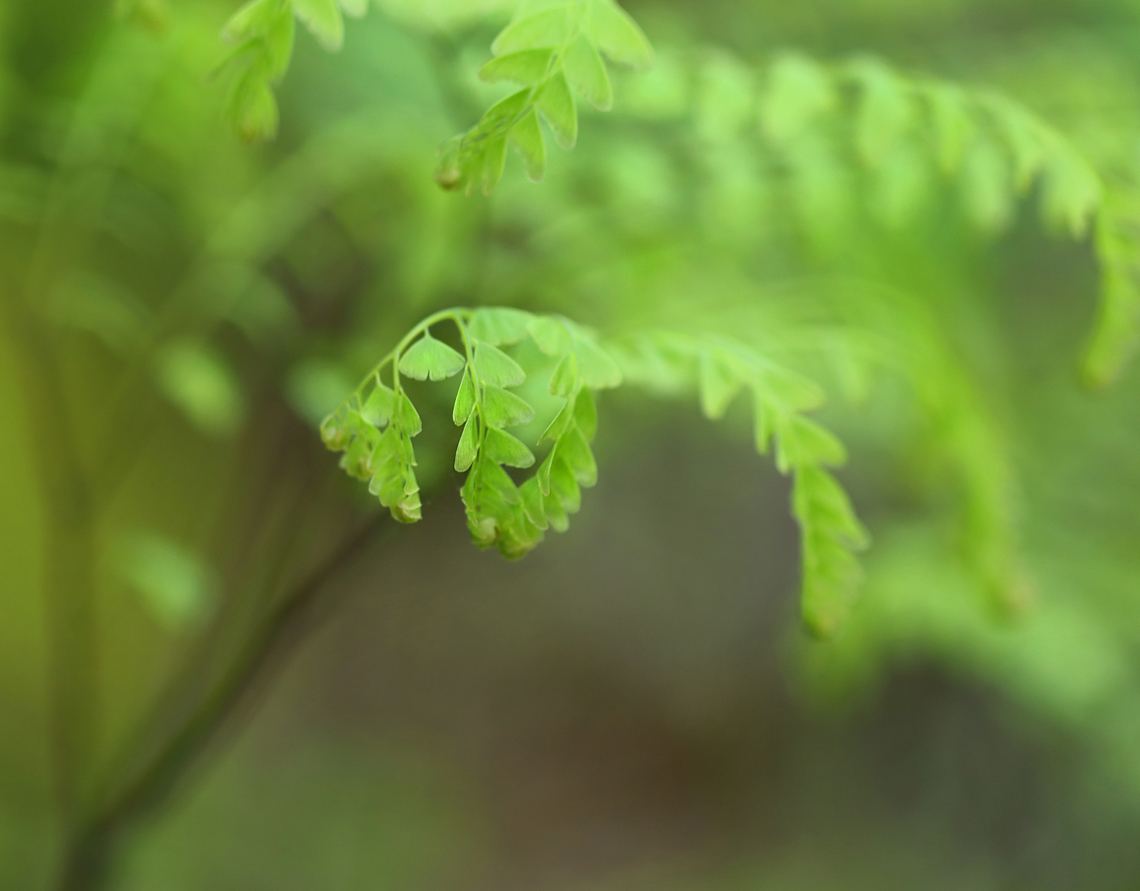Maidenhair Fern - Adiantum pedatum Habitat: Mesic, mixed forest Adiantum pedatum,Geotagged,Northern maidenhair fern,Spring,United States