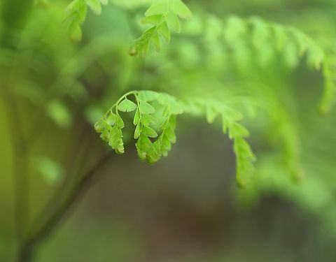 Maidenhair Fern - Adiantum pedatum Habitat: Mesic, mixed forest Adiantum pedatum,Geotagged,Northern maidenhair fern,Spring,United States