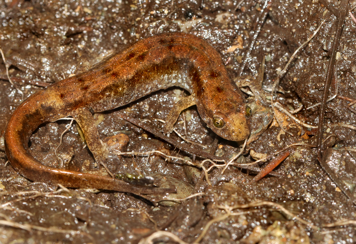 Dusky Salamander - Desmognathus fuscus Habitat: Under a rock near the edge of a river Desmognathus,Desmognathus fuscus,Geotagged,Northern Dusky Salamander,Spring,United States,salamander