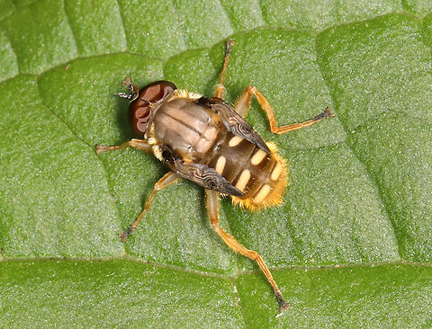 Hoverfly - Sericomyia chrysotoxoides Freshly emerged syrphid. Its eyes and wings will expand with time. I found it walking on skunk cabbage (Symplocarpus foetidus) leaves.

Habitat: Pondside in a mixed forest
https://www.jungledragon.com/image/160599/hoverfly_-_family_syrphidae.html Geotagged,Sericomyia chrysotoxoides,Spring,United States,fly,hoverfly,syrphidae
