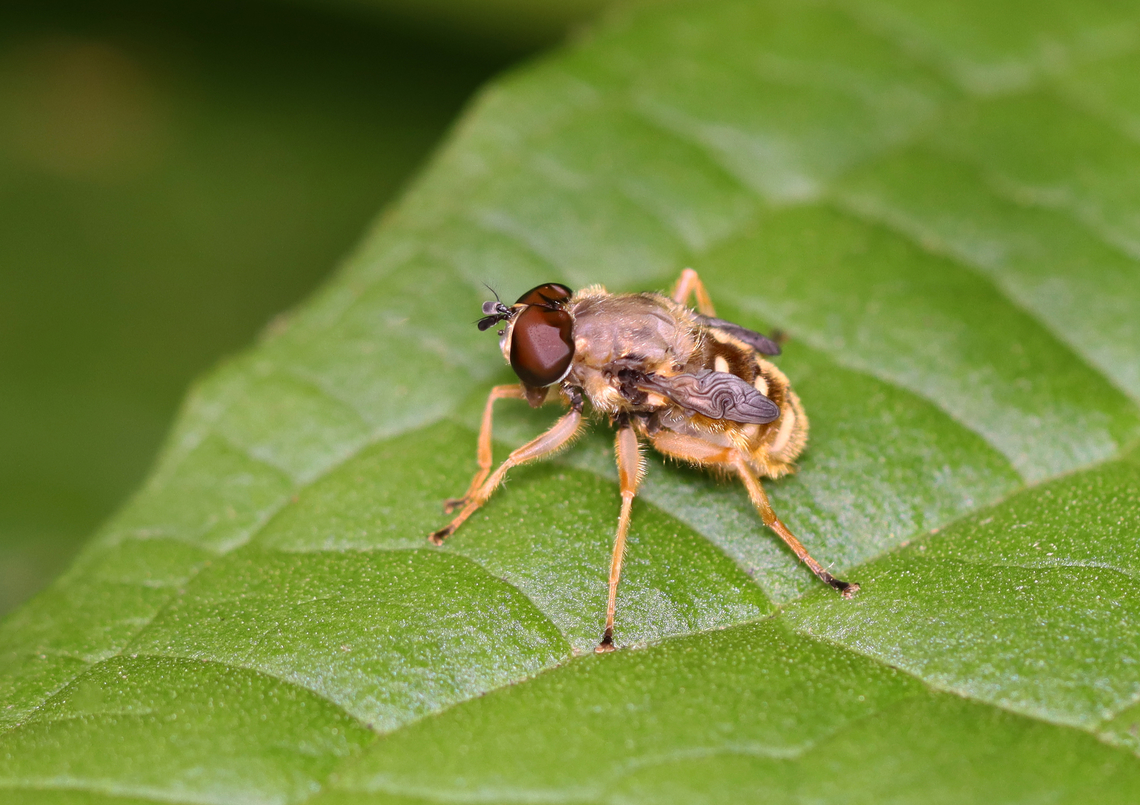 Hoverfly - Sericomyia chrysotoxoides Freshly emerged syrphid. Its eyes and wings will expand with time.  I found it walking on skunk cabbage (Symplocarpus foetidus) leaves. <br />
<br />
Habitat: Pondside in a mixed forest<br />
<figure class="photo"><a href="https://www.jungledragon.com/image/160598/hoverfly_-_sericomyia_chrysotoxoides.html" title="Hoverfly - Sericomyia chrysotoxoides"><img src="https://s3.amazonaws.com/media.jungledragon.com/images/3232/160598_thumb.jpg?AWSAccessKeyId=05GMT0V3GWVNE7GGM1R2&Expires=1759968010&Signature=fAmtUtb3q%2BRbiVjdGL7OZTqSmrg%3D" width="200" height="154" alt="Hoverfly - Sericomyia chrysotoxoides Freshly emerged syrphid. Its eyes and wings will expand with time. I found it walking on skunk cabbage (Symplocarpus foetidus) leaves.<br />
<br />
Habitat: Pondside in a mixed forest<br />
https://www.jungledragon.com/image/160599/hoverfly_-_family_syrphidae.html Geotagged,Sericomyia chrysotoxoides,Spring,United States,fly,hoverfly,syrphidae" /></a></figure> Geotagged,Sericomyia chrysotoxoides,Spring,United States,diptera,hoverfly,syrphidae