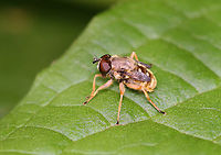 Hoverfly - Sericomyia chrysotoxoides Freshly emerged syrphid. Its eyes and wings will expand with time. I found it walking on skunk cabbage (Symplocarpus foetidus) leaves. <br />
<br />
Habitat: Pondside in a mixed forest<br />
https://www.jungledragon.com/image/160598/hoverfly_-_family_syrphidae.html Geotagged,Sericomyia chrysotoxoides,Spring,United States,diptera,hoverfly,syrphidae