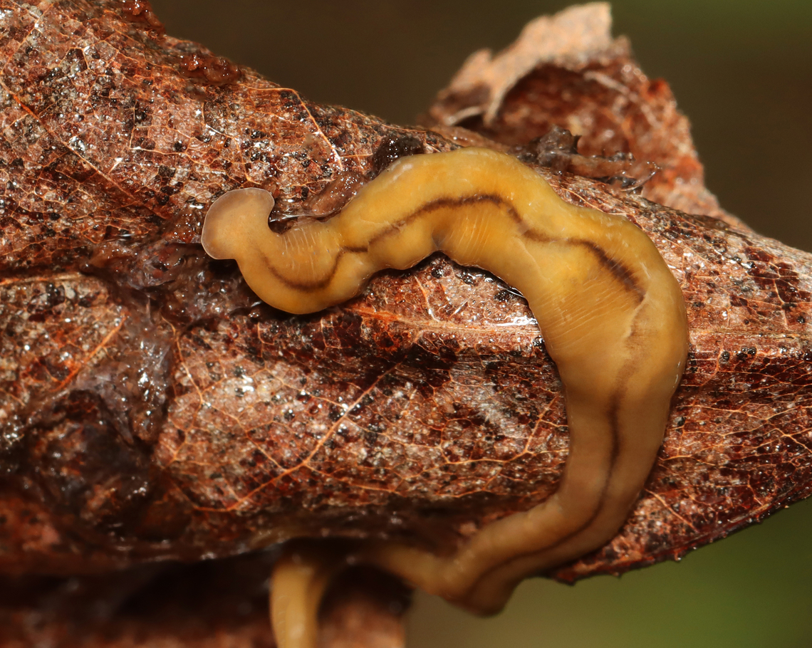 Wandering Broadhead Planarian - Bipalium adventitium This is the first planarian that I have seen in nature and I was psyched to find it. Actually, there were two. I found them snuggling under a log.<br />
<br />
Habitat: Mixed forest Bipalium,Bipalium adventitium,Geotagged,Spring,United States,planarian