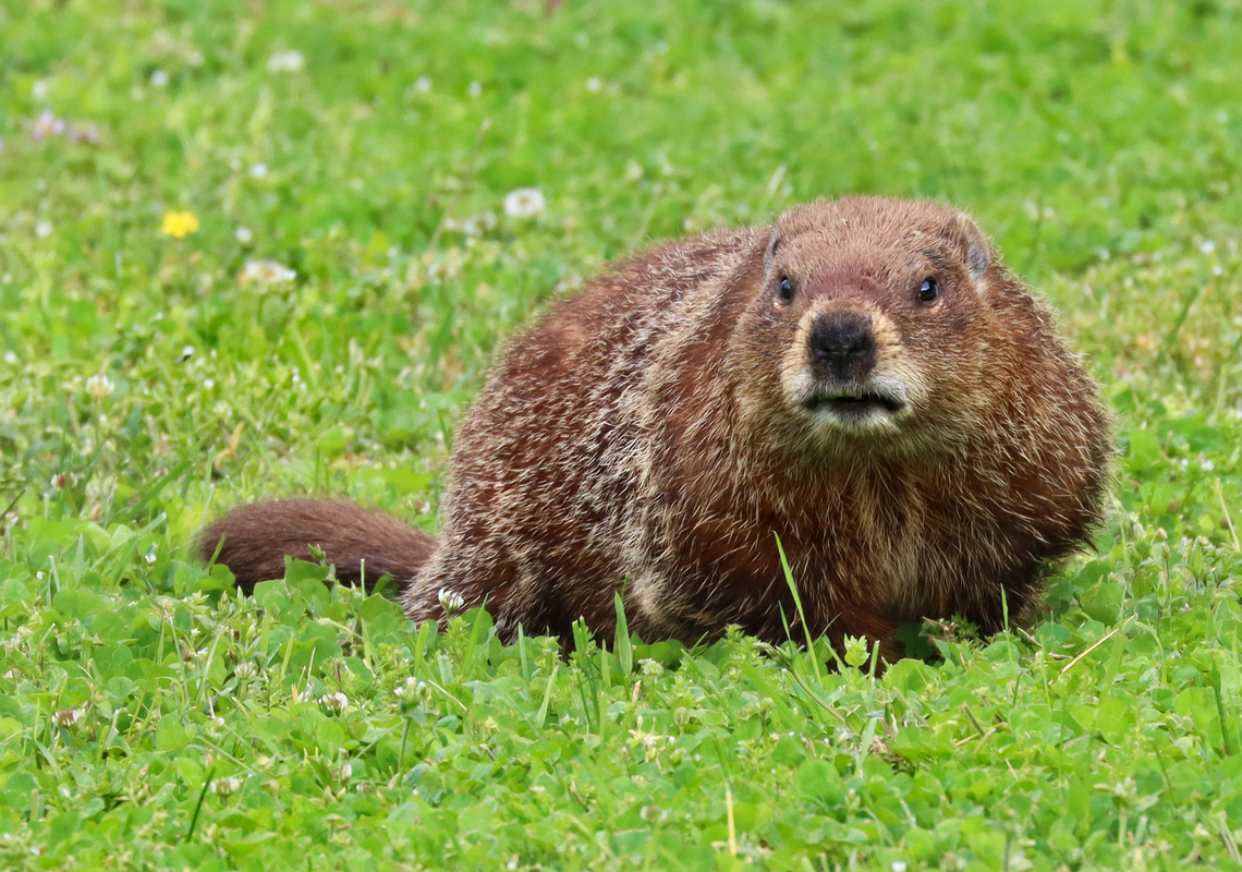 Groundhog - Marmota monax It was feasting on clover at a baseball field. It came about 10 feet from me and my son and seemed more annoyed by us than afraid of us. Geotagged,Groundhog,Marmota,Marmota monax,Spring,United States