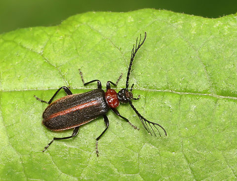 Fire-colored Beetle - Schizotus cervicalis Habitat: Deciduous forest Geotagged,Pyrochroidae,Schizotus,Schizotus cervicalis,Spring,United States,beetle