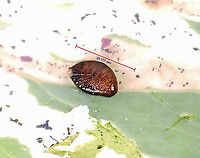 Pupa - Complex Phytomyza minuscula group I extracted this pupa from the leaf mine. Pupae for this species group are usually plump and attach themselves to the outside of the leaf. This entire leaf had pupae inside the leaf and all were flat, like this one. Not sure why.<br />
<br />
*Photographed with microscope<br />
<br />
Habitat: Garden<br />
https://www.jungledragon.com/image/160651/complex_phytomyza_minuscula_group.html Agromyzidae,Geotagged,Phytomyza ancholiae,Phytomyza minuscula,Phytomyza minuscula group,United States,columbine,pupa