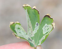 Complex Phytomyza minuscula group Leafmines on columbine. The dark spot is a sickly pupa -- they normally pupate on the outside of the leaf.<br />
<br />
Habitat: Garden<br />
https://www.jungledragon.com/image/160650/pupa_-_complex_phytomyza_minuscula_group.html Agromyzidae,Complex Phytomyza minuscula group,Geotagged,Phytomyza,Phytomyza minuscula,Phytomyza minuscula group,Spring,United States,columbine,leaf mine,leaf miner