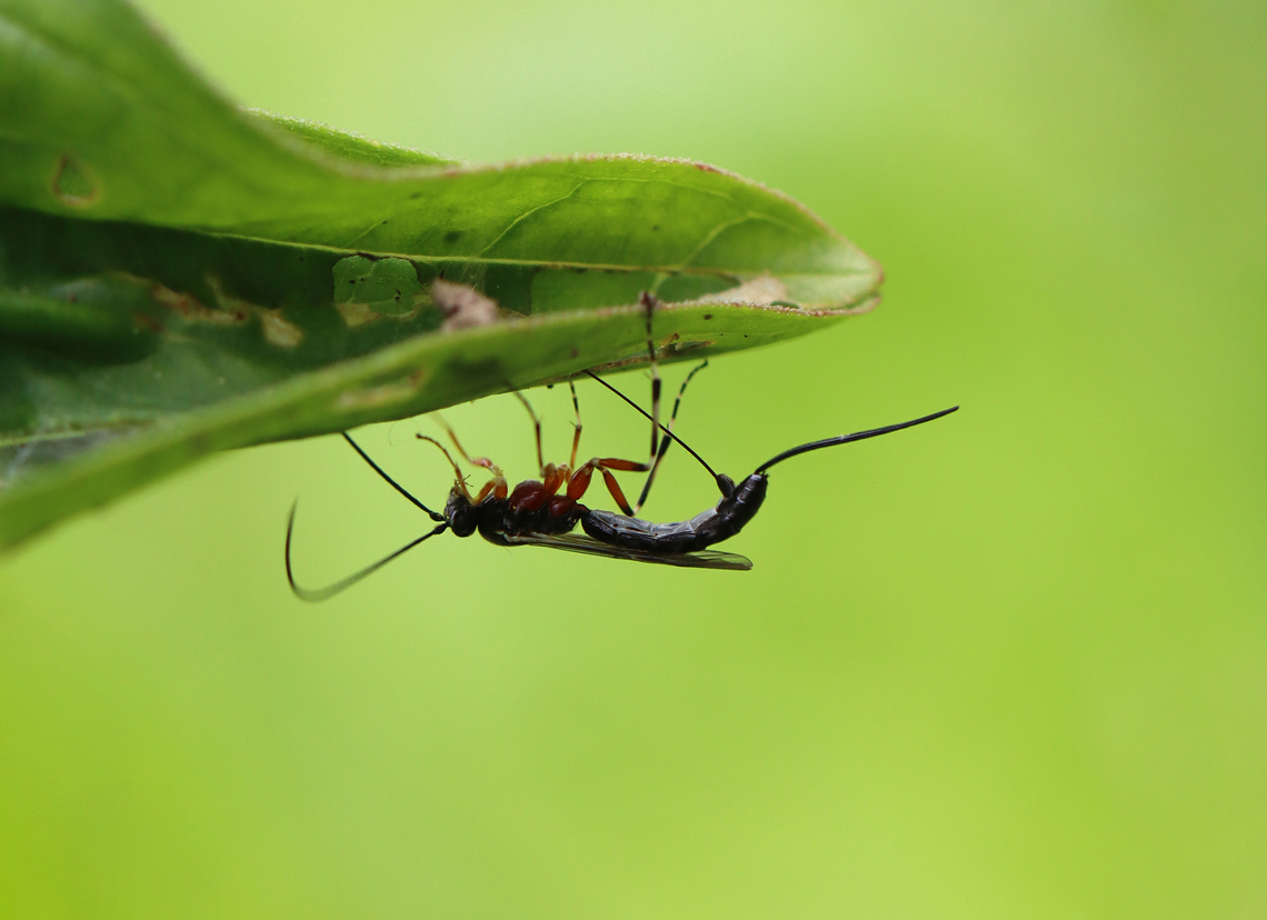 Parasitoid Wasp - Tribe Glyptini I watched this wasp as it wandered around on a purple loosestrife (Lythrum salicaria) plant. It eventually appeared to be ovipositing through the bottom of a leaf, which is shown in this photo. Afterwards, it moved to the leaf's uppersurface, apparently to inspect its work.  Geotagged,Glyptini,Spring,United States,parasitoid,wasp