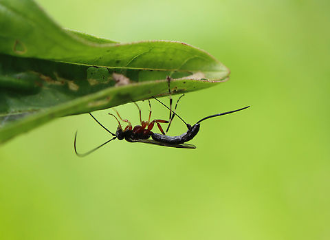 Parasitoid Wasp - Tribe Glyptini I watched this wasp as it wandered around on a purple loosestrife (Lythrum salicaria) plant. It eventually appeared to be ovipositing through the bottom of a leaf, which is shown in this photo. Afterwards, it moved to the leaf's uppersurface, apparently to inspect its work.  Geotagged,Glyptini,Spring,United States,parasitoid,wasp